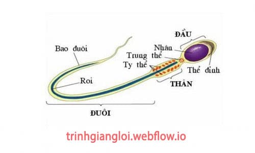 Giải Mã Tinh Trùng Có Chất Gì: Hiểu Rõ Về Cơ Thể Mình, Bạn Nhé!