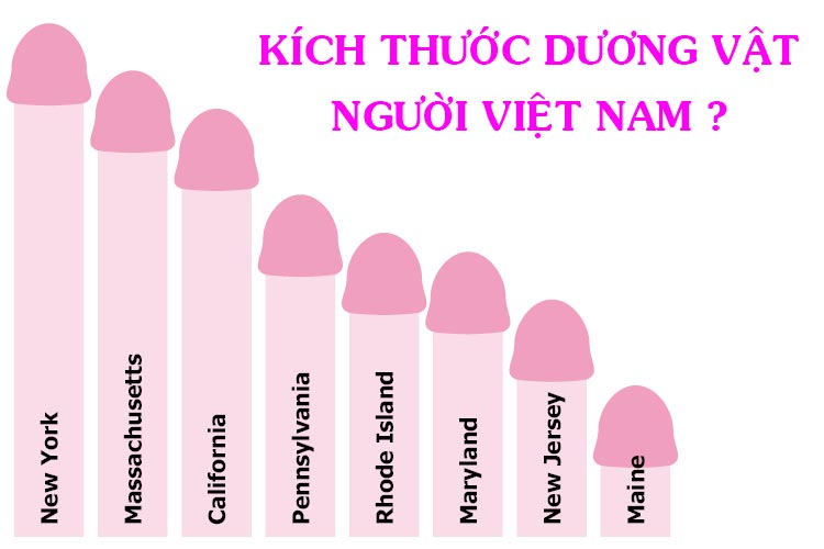 Kích Thước "Cậu Nhỏ" Trung Bình Dương Vật Việt Nam: Điều Bạn Cần Biết