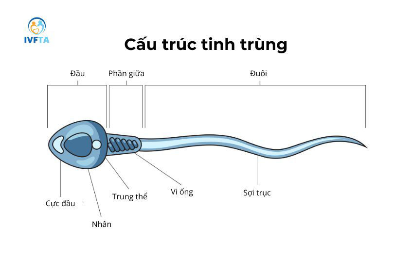 Giải Mã Tinh Trùng Có Chất Gì: Hiểu Rõ Về Cơ Thể Mình, Bạn Nhé!