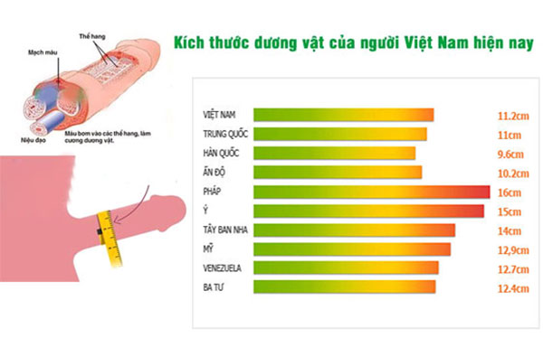 Kích Thước "Cậu Nhỏ" Trung Bình Dương Vật Việt Nam: Điều Bạn Cần Biết
