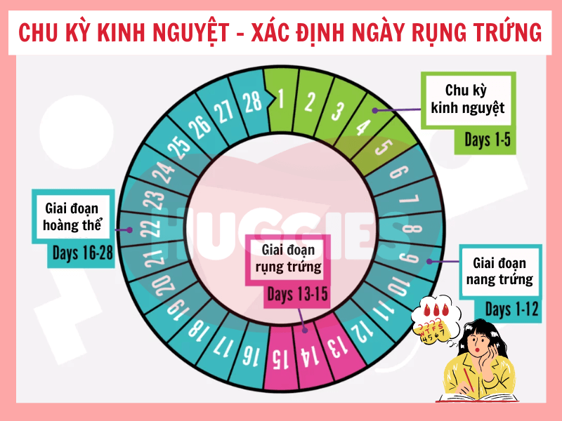 Tính Thời Gian Rụng Trứng: Chìa Khóa Để Hiểu Rõ Cơ Thể Mình