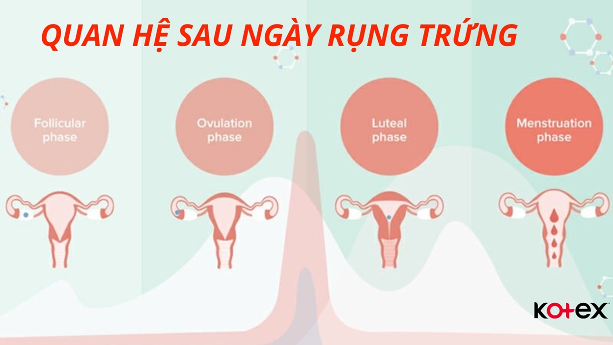 Trứng Không Rụng Có Thụ Thai Được Không? Giải Mã Mọi Băn Khoăn