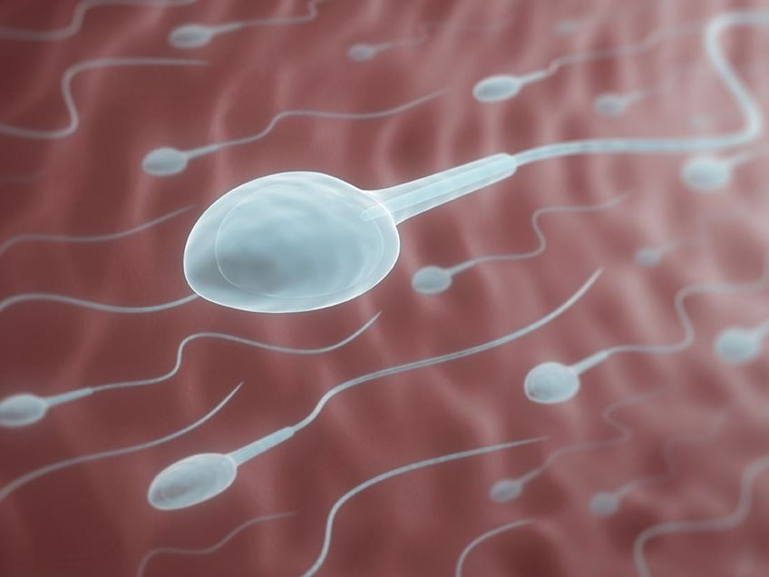 Tinh Trùng Sống Được Bao Lâu? Giải Mã Khả Năng Thụ Thai Và Sức Khỏe