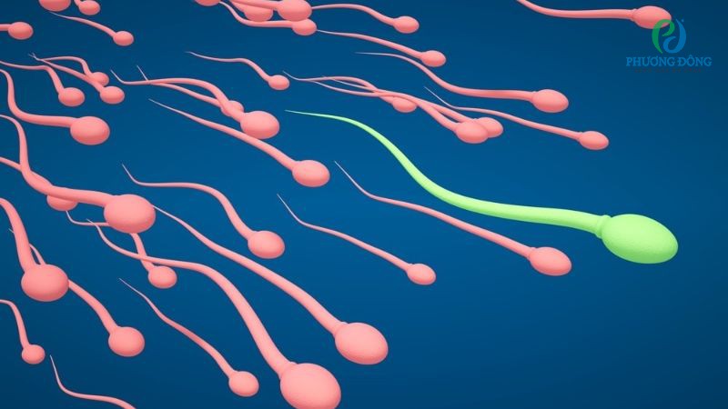 Tinh Trùng Khỏe Mạnh Có Mùi Gì? Cùng Chuyenseg Giải Mã Bí Ẩn Này Nhé!