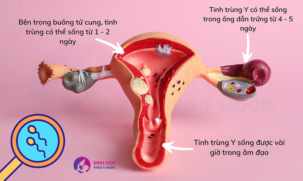 Tinh Trùng Sống Được Bao Lâu? Giải Mã Khả Năng Thụ Thai Và Sức Khỏe